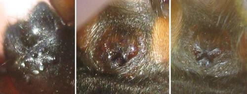 Gnaphosa sp.